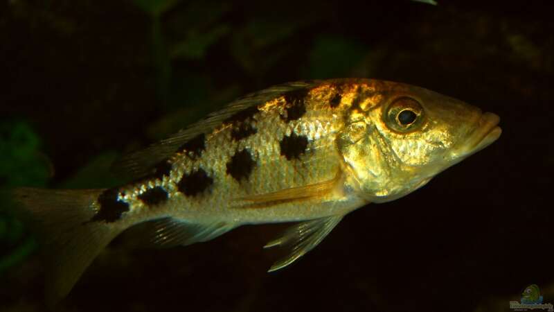 Fossochromis Rostratus Weibchen von meerwasser-gb (15)