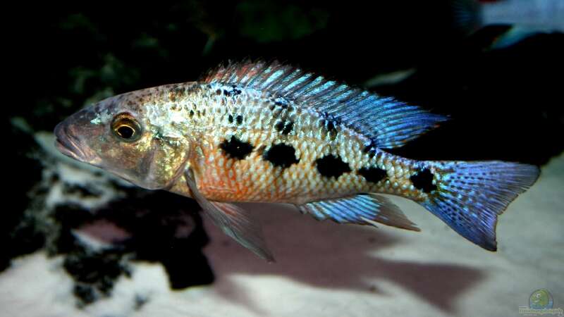 junger Fossochromis Rostratus Bock (am ausfärben) von meerwasser-gb (14)