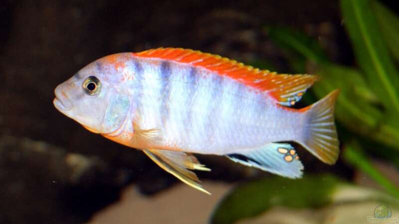 Labidochromis Red Top Hongi M von meerwasser-gb (27)