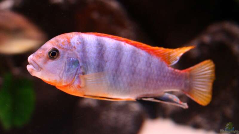 Labidochromis red top Hongi von meerwasser-gb (35)