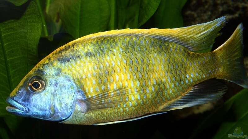 Nimbochromis Venustus M/ nichtmehr im Becken von meerwasser-gb (30)