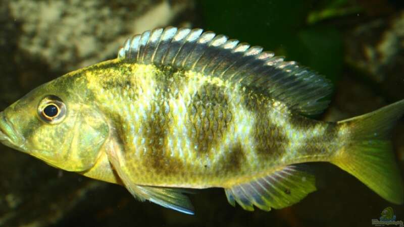 Nimbochromis Venustus W von meerwasser-gb (31)