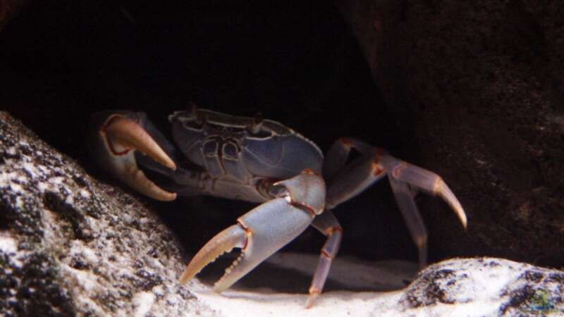 Potamonautes Orbitospinus Männchen von meerwasser-gb (39)