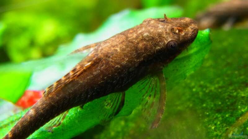 Aquarien mit Otocinclus negros (Brauner Ohrgitterharnischwels)