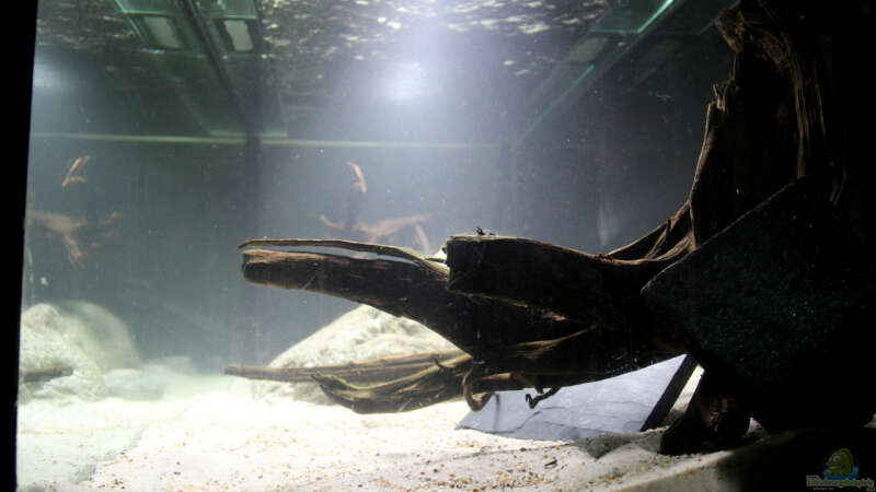 Blick von rechts in das Aquarium von Apistobi (3)