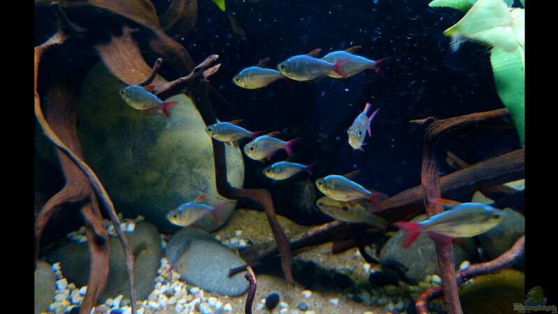 Hyphessobrycon columbianus - Rot-Blauer Kolumbianer 11.06.16 von ~Marco~ (25)