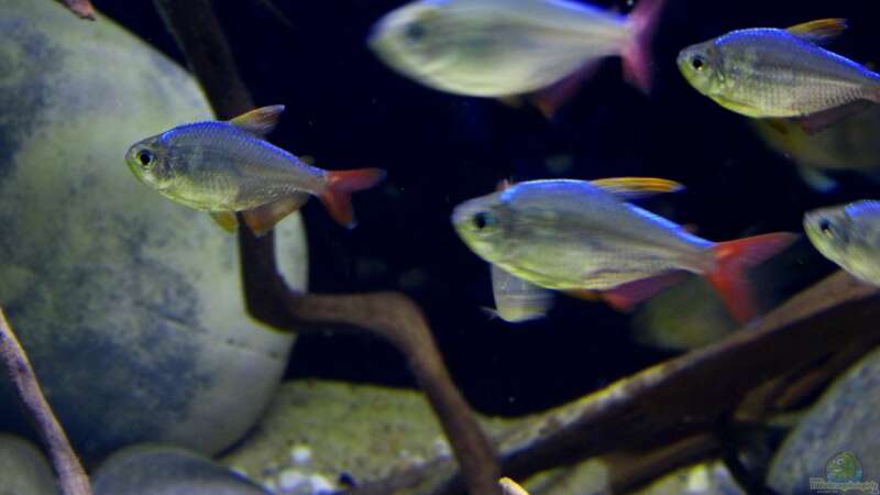 Einrichtungsbeispiele für die Haltung von Hyphessobrycon columbianus (Rot-Blauer Kolumbianer) im Aquarium