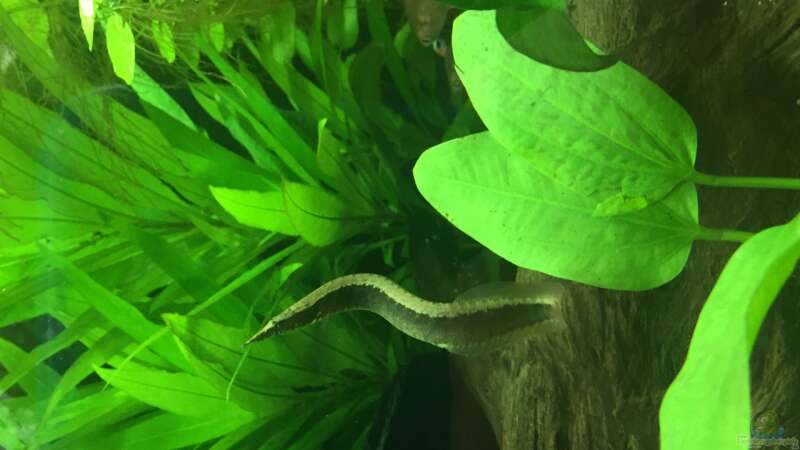 Macrognathus circumcinctus im Aquarium halten (Einrichtungsbeispiele für Gürtelstachelaale)