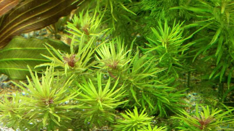 Limnophila aromatica von H.T. (12)