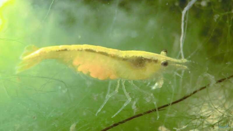 Einrichtungsbeispiele für Aquarien mit Yellow Fire Garnelen (Neocaridina davidi)