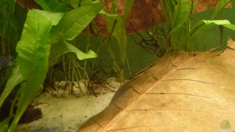 Seemandelbaumblätter im Aquarium (Ein Seemandelbaumblatt einsetzen)