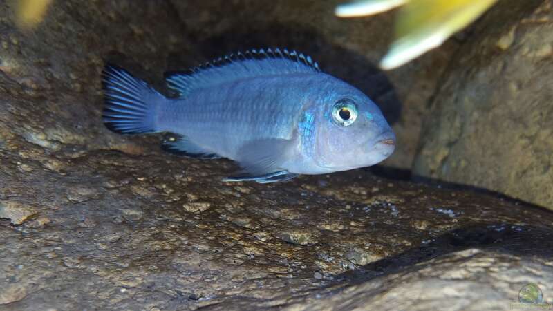 Aquarien mit Chindongo-Arten