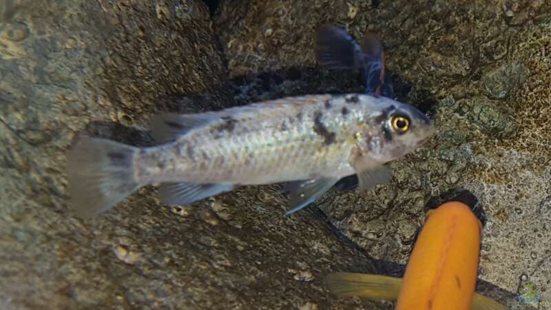 Einrichtungsbeispiele für ein Aquarium mit Labeotropheus trewavasae (Schabemaulbuntbarsch)