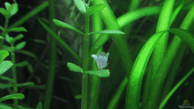 Bacopa monnieri submerse Blüte von Tigerlotus (36)