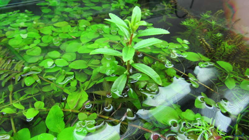 Emerser Proserpinaca palustris-Trieb mit Blüten von Tigerlotus (43)