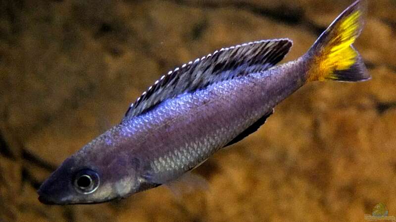 Cyprichromis leptosoma Kitumba von axolotl (101)