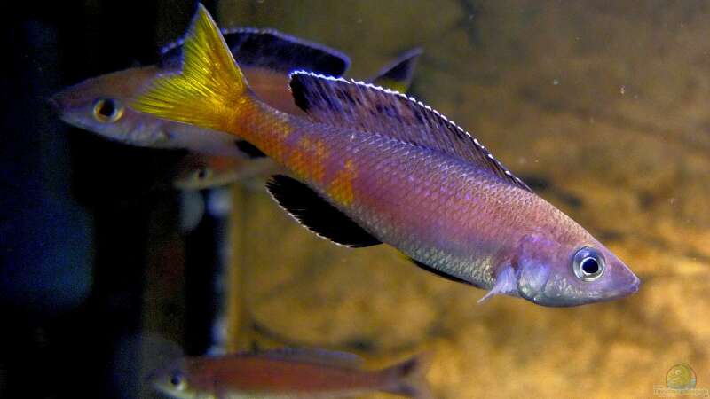 Cyprichromis leptosoma Kitumba von axolotl (57)