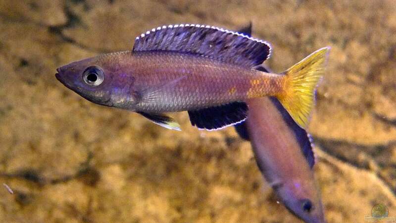 Cyprichromis leptosoma Kitumba von axolotl (61)