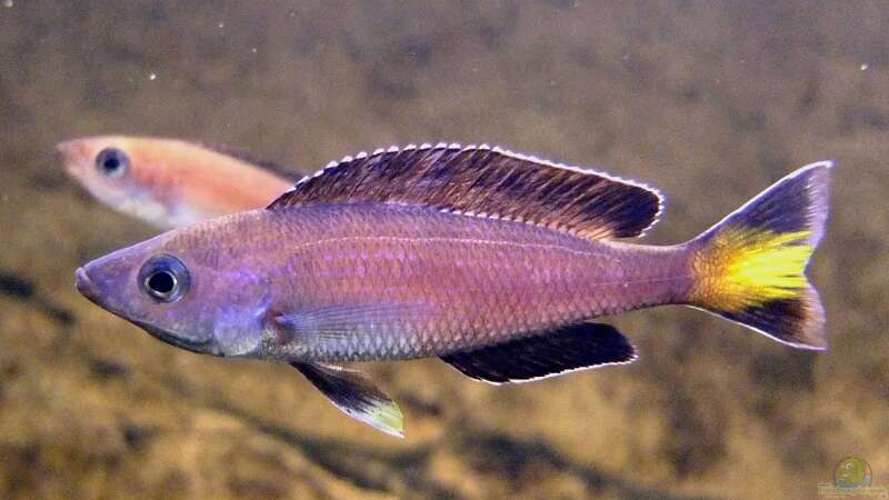 Cyprichromis leptosoma Kitumba von axolotl (64)