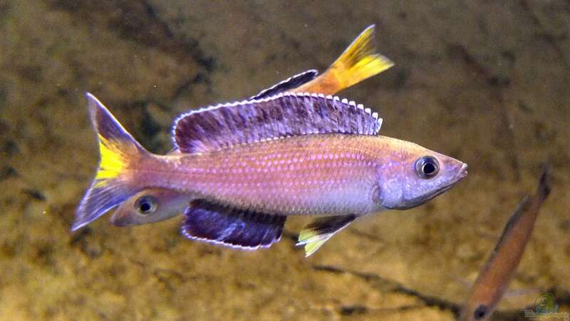 Cyprichromis leptosoma Kitumba von axolotl (73)