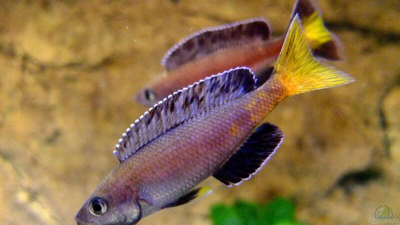 Cyprichromis leptosoma Kitumba von axolotl (74)