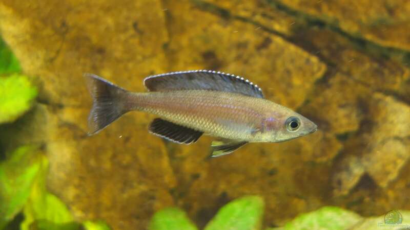 Aquarien mit Cyprichromis leptosoma (Blauer Heringscichlide)