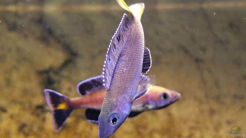 Beispiele für Aquarien mit Heringscichliden (Cyprichromis)