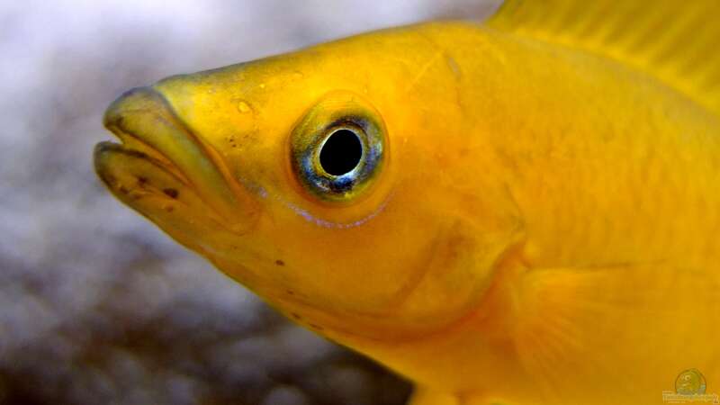 Aquarien mit Neolamprologus leleupi (Tanganjika-Goldcichliden)