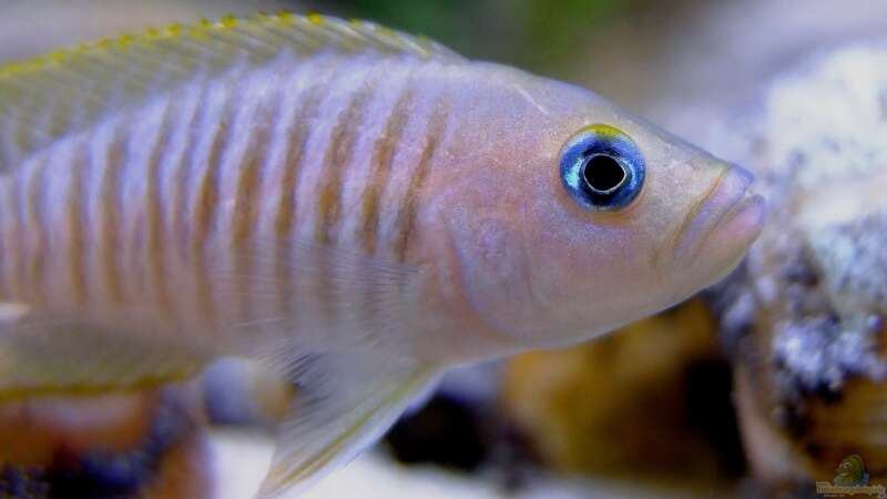 Neolamprologus multifasciatus von axolotl (29)