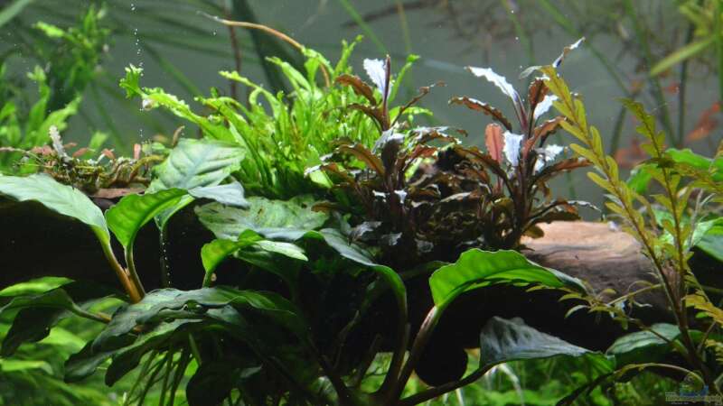 Anubias caffeefolia und Bucephalandra Catherinae von Gallius (12)