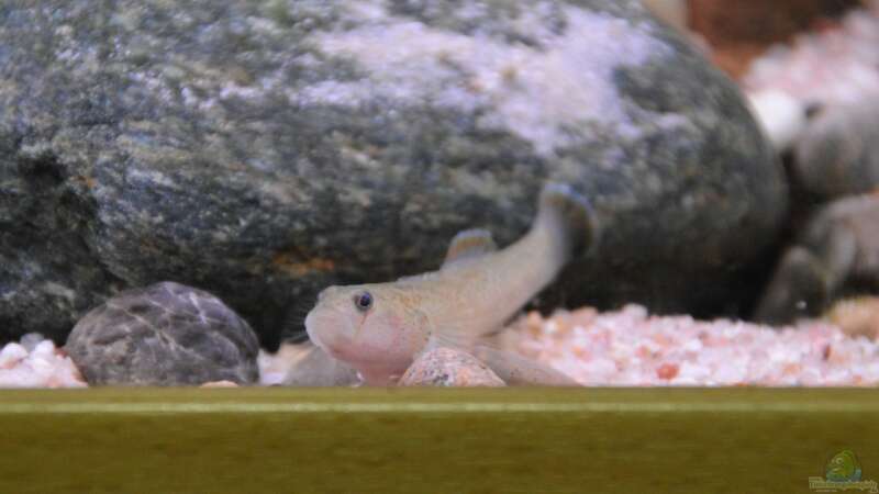 Rhinogobius im Aquarium halten (Einrichtungsbeispiele für Rhinogobius-Arten)