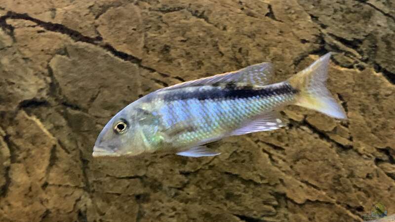 Einrichtungsbeispiele für die Haltung von Buccochromis rhoadesii im Aquarium