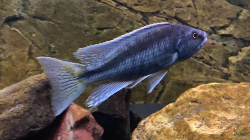 Einrichtungsbeispiele für die Haltung von Champsochromis spilorhynchus im Aquarium