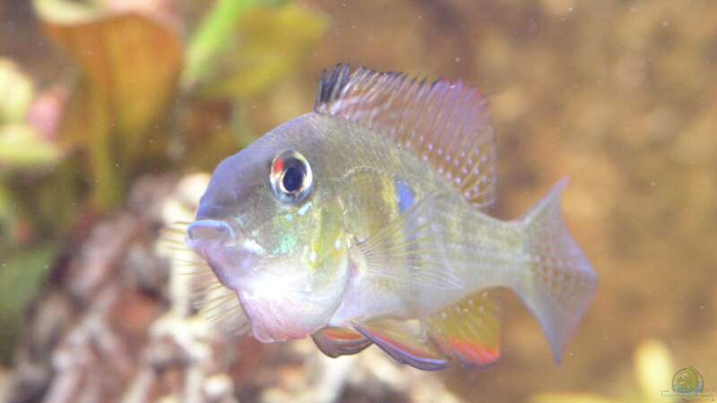 Besatz im Aquarium Becken 3340 von Daniel Schaefer (20)