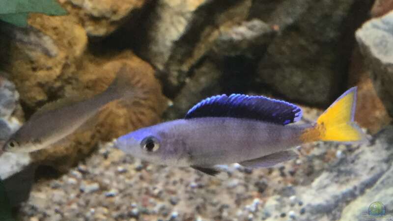 Aquarien mit Cyprichromis leptosoma (Blauer Heringscichlide)