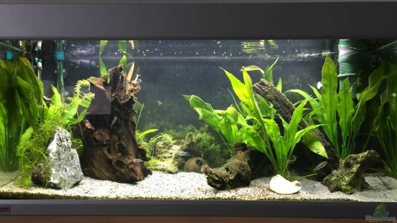 Aquarium Hauptansicht von Apistos mit Corys von Yo Bo (1)