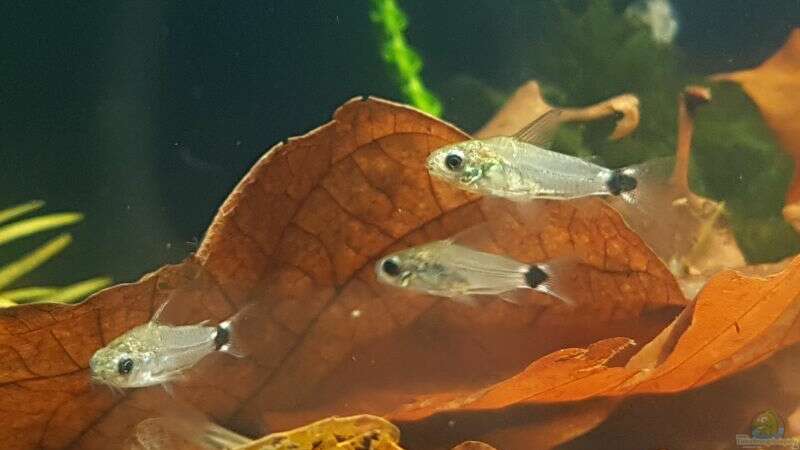 Corydoras hastatus von YoshiMaus (39)