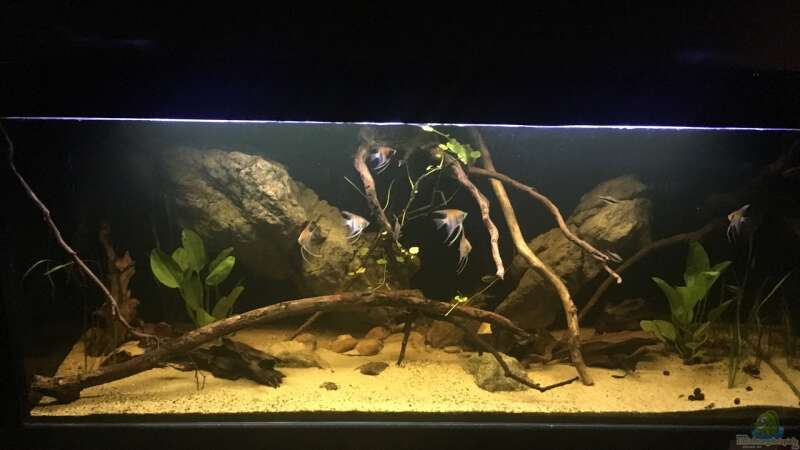 Aquarium Hauptansicht von Becken 24 von der Steirer (13)