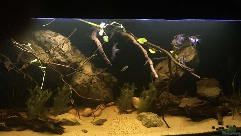 Aquarium Hauptansicht von Becken 24 von der Steirer (18)