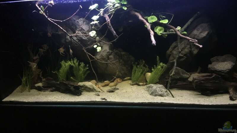 Aquarium Hauptansicht von Becken 24 von der Steirer (22)