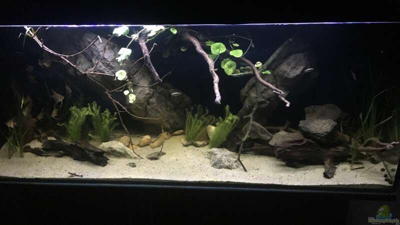 Aquarium Hauptansicht von Becken 24 von der Steirer (23)