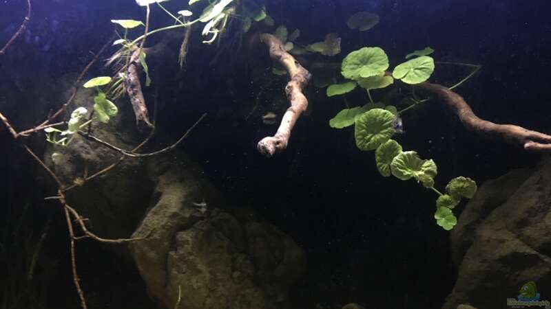 Aquarium Hauptansicht von Becken 24 von der Steirer (27)