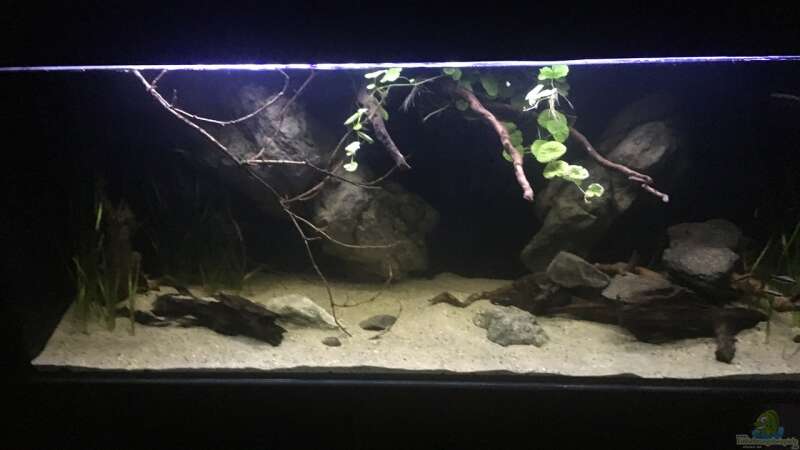 Aquarium Hauptansicht von Becken 24 von der Steirer (30)