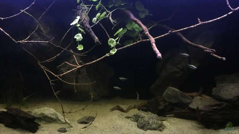 Aquarium Hauptansicht von Becken 24 von der Steirer (31)