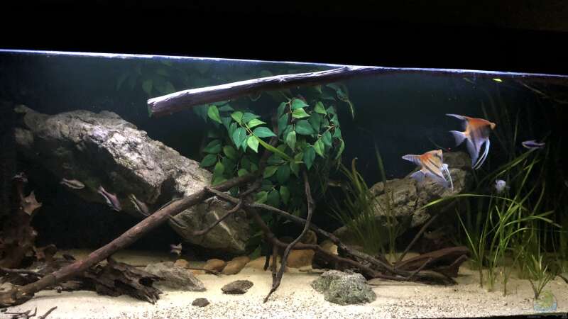 Aquarium Hauptansicht von Becken 24 von der Steirer (39)