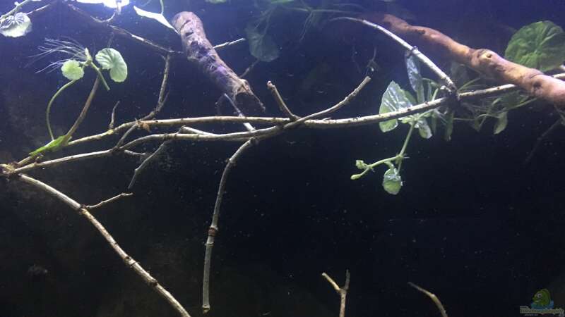 Aquarium Hauptansicht von Becken 24 von der Steirer (49)