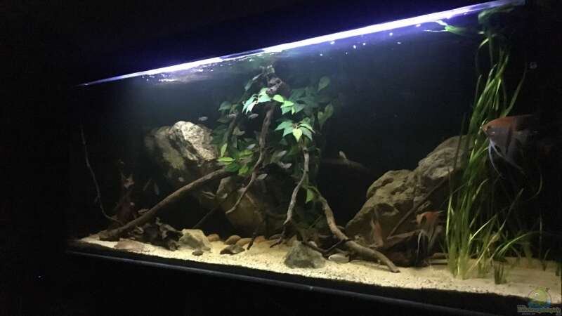 Aquarium Hauptansicht von Becken 24 von der Steirer (6)