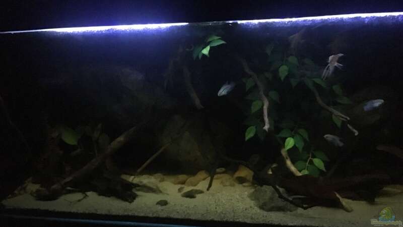 Aquarium Hauptansicht von Becken 24 von der Steirer (8)