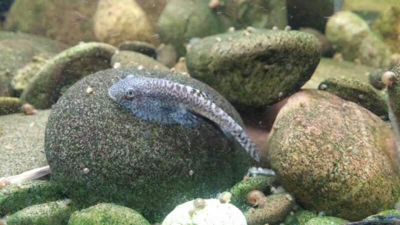 Pseudogastromyzon cheni im Aquarium halten (Einrichtungsbeispiele für Chinesischer Flossensauger)