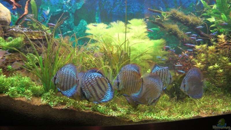 Besatz im Aquarium Becken 3368 von Skorpion fan (13)